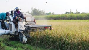 Food Estate Solusi Ketahanan Pangan Atau Justu Merusak Lingkungan