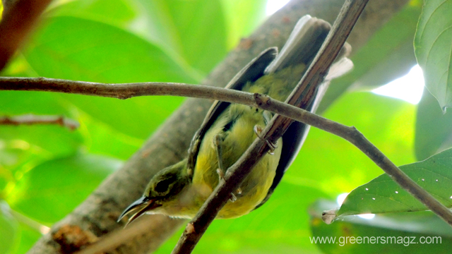 42++ Burung manggaran trotol terbaru