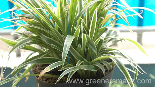  Spider Plant Tanaman Digantung Toksik Diserap Greeners Co