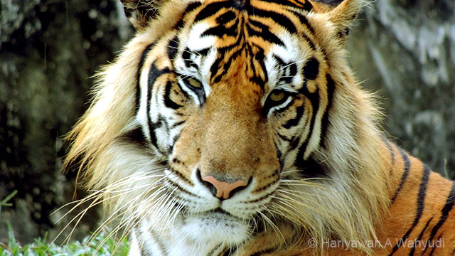 Download 7500 Gambar Harimau Elegant Paling Baru Gratis