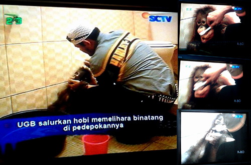 Hitam Putih Ustad Evi Paksa Orangutan Sikat Gigi Ustad Guntur Bumi Tuai Protes 