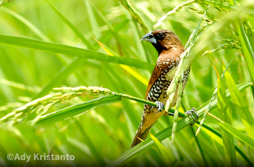 17+ Burung emprit bondol terupdate