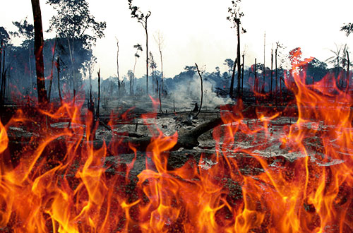 Kebakaran Hutan Riau Telan Kerugian Hingga 20 Triliun