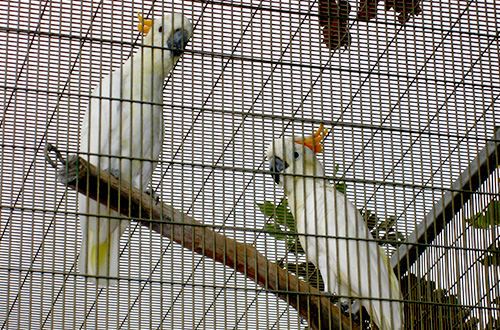 21++ Burung kakatua jambul kuning besar terupdate