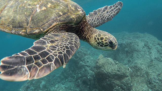 Human Behavior Threatens Sea Turtles Population Greeners Co