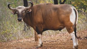 Banteng, Fauna Pengembara yang Senang Berkelompok