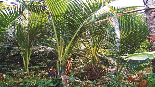 Flora endemik yang dapat ditemui di daerah papua adalah