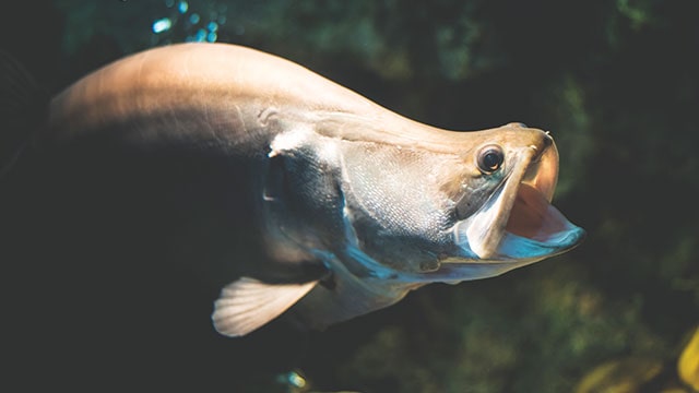 Mengenal Ikan Belida, Predator Nikmat yang Nyaris Punah