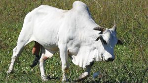 Sapi Ongole, Sapi Potong Terbaik Daerah Tropis - Greeners.Co