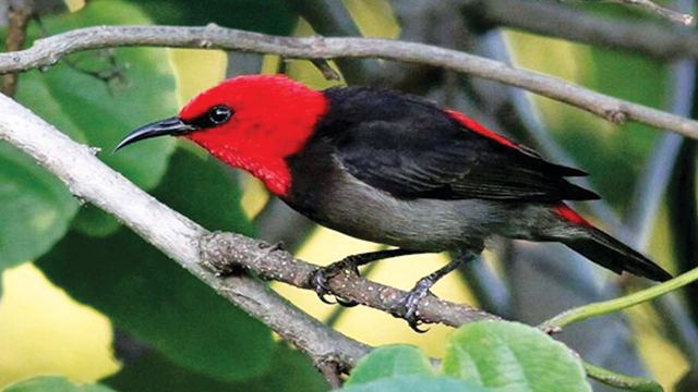 Myzomela irianawidodoae Burung Penyerbuk dari Pulau Rote