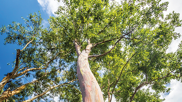  Pohon  Pelangi Indonesia Bernama Eucalyptus  deglupta 