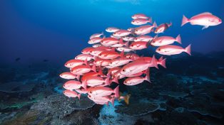 kakap merah, ikan berprotein tinggi yang jadi komoditas