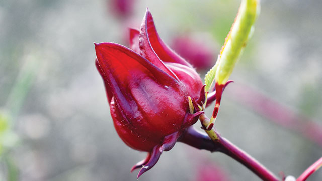 bunga rosella 