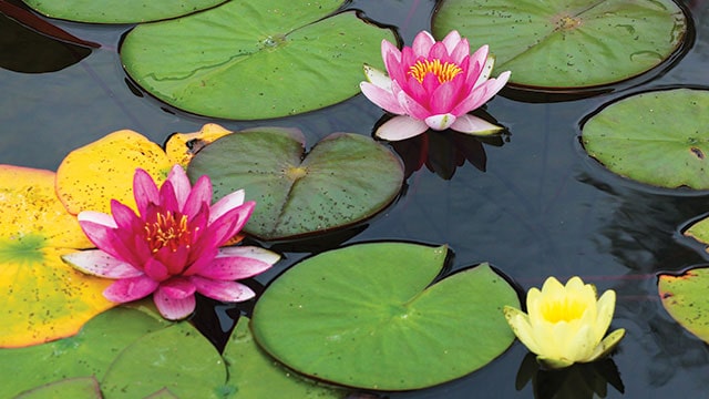 Bunga Teratai Mari Menguak Tanaman Air Yang Penuh Filosofi