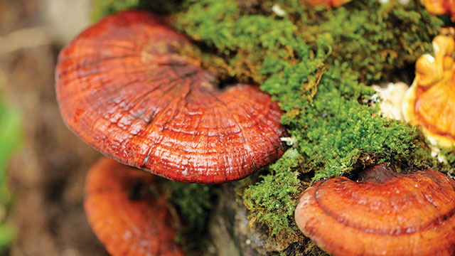 Jamur Lingzhi Ganoderma Yang Berguna Bagi Dunia Medis