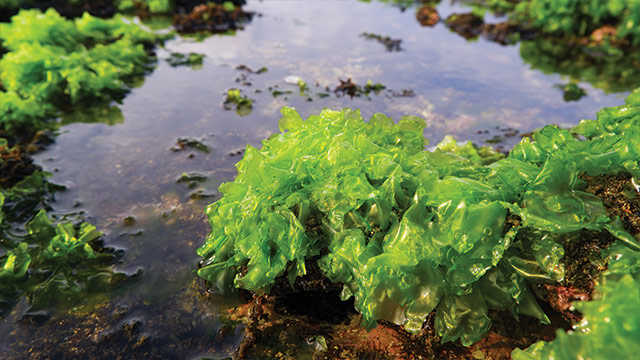 Tumbuhan Laut Alga