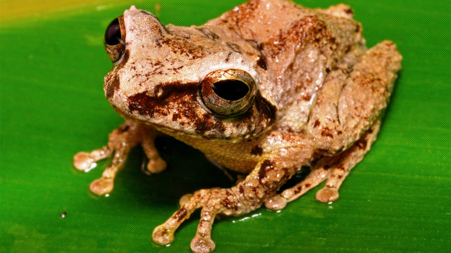 Katak Pohon Emas Endemik Indonesia Yang Kaya Corak Course View