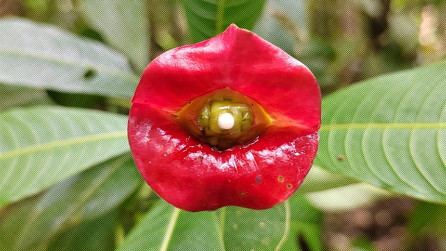 Psychotria elata