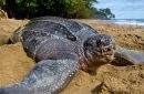 Penyu laut. Foto: Brian J. Hutchinson/Oceanic Society