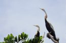 Spesies burung Pecuk-ular asia. Foto: Burung Indonesia/Achmad Ridha Junaid